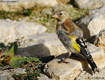 Animali 347